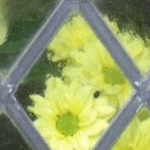 Flowers at Cocking Church