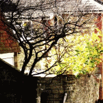 Midhurst autumn
