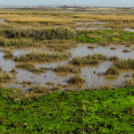 Pagham Harbour salt marsh, West Sussex