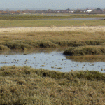 Pagham Harbour at low tide