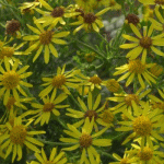 Downland flowers